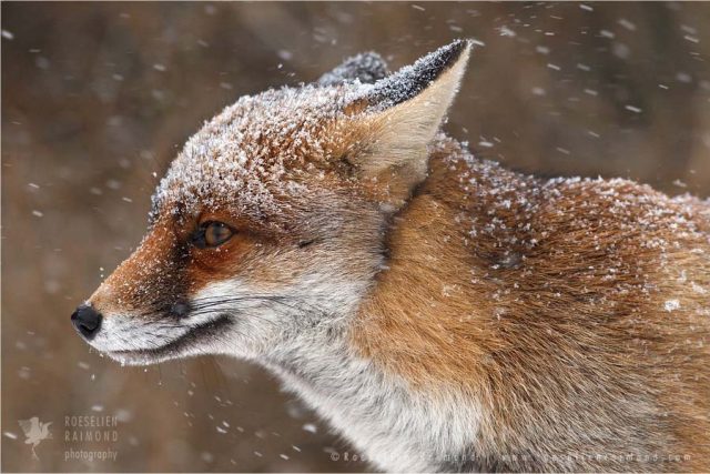 1.fox_snow_shower Обаятельные лисицы от фотографа Roeselien Raimond